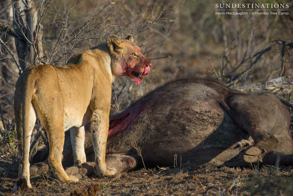 Lioness takes a breather from gorging herself Lioness takes a breather from gorging herself
