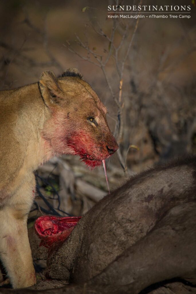 Breakaway lioness enjoying the buffalo Breakaway lioness enjoying the buffalo
