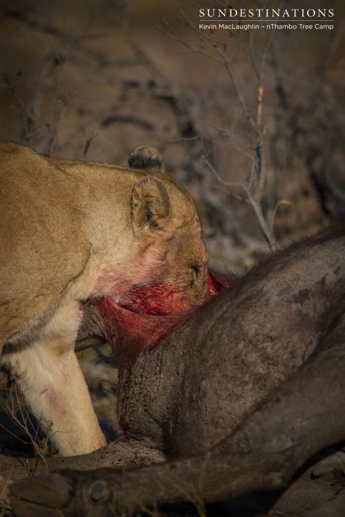 Ross Breakaway lioness gorging herself on buffalo carcass Ross Breakaway lioness gorging herself on buffalo carcass