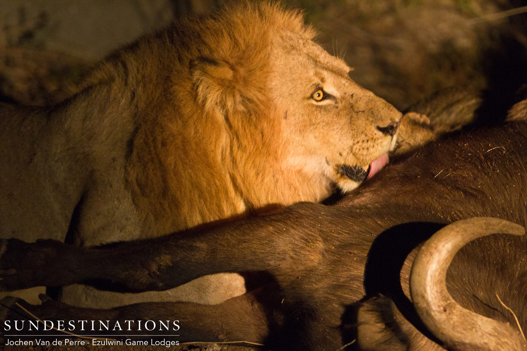 Mohlabetsi Males on Kill Mohlabetsi Males on Kill