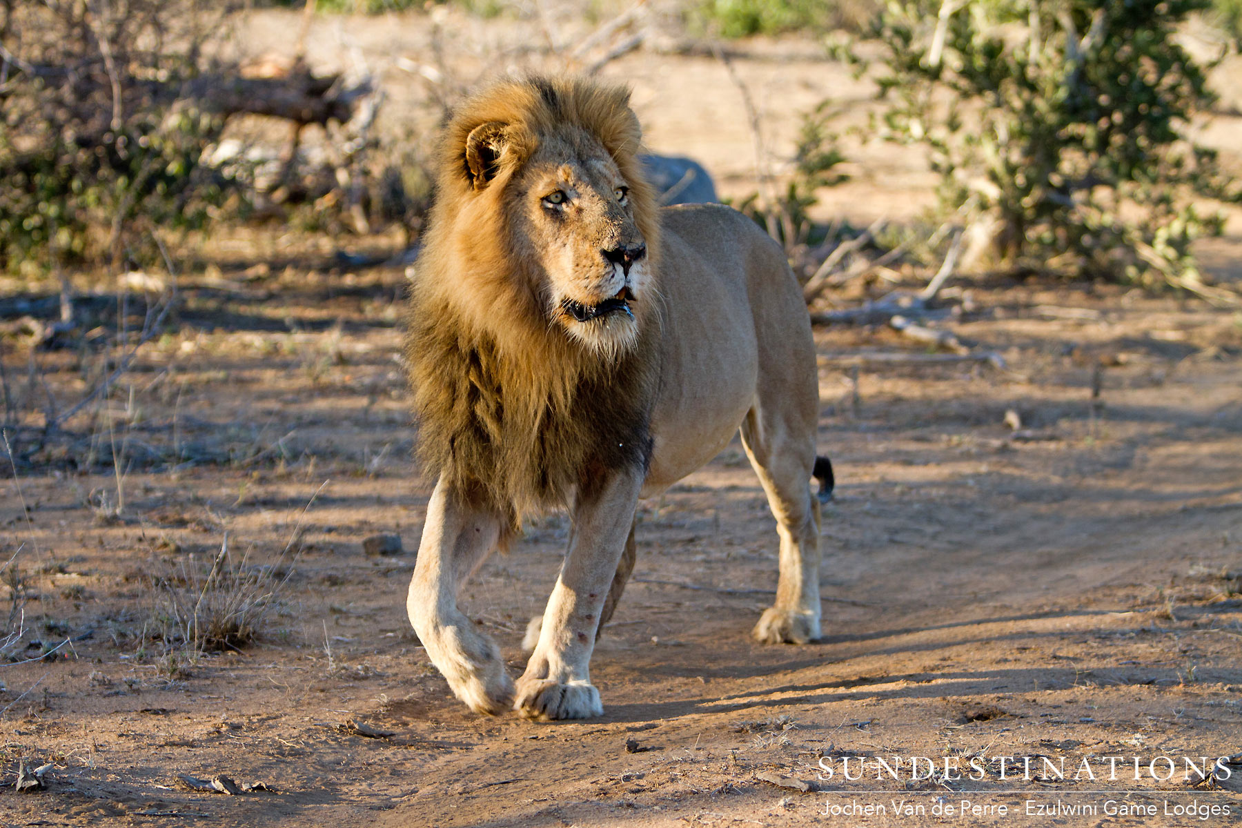 Balule's Big Male Lion Balule's Big Male Lion