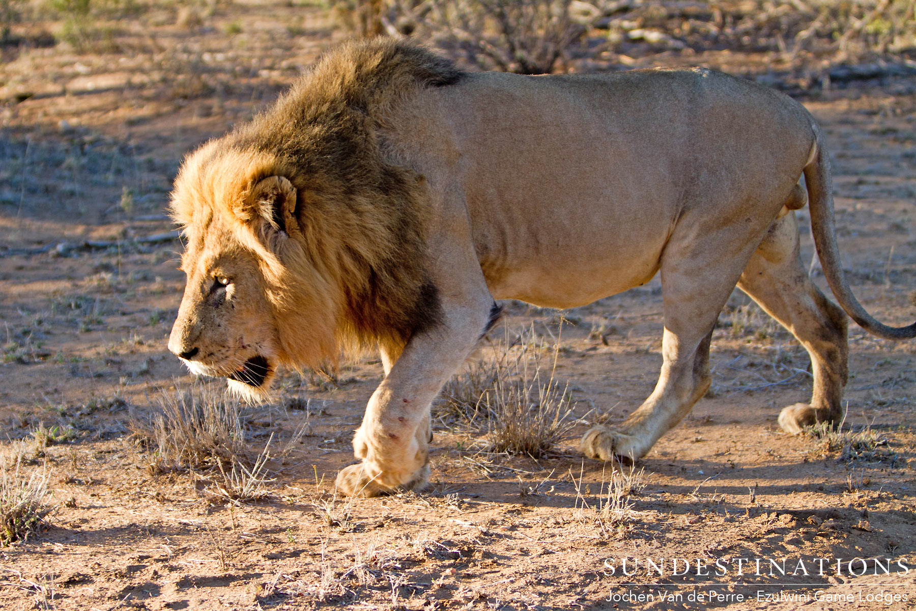 Duma's Lion Brother Duma's Lion Brother