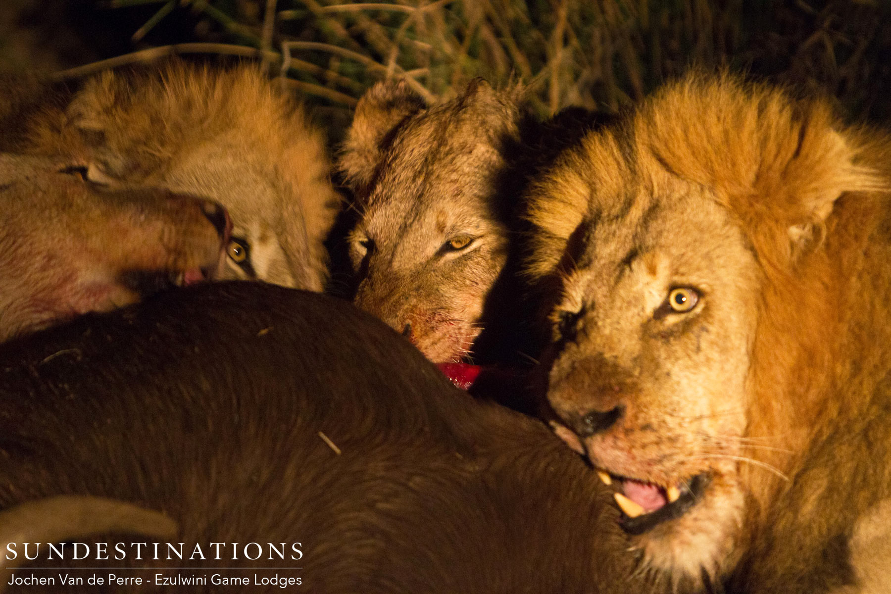 Mohlabetsi Coalition of Lions Mohlabetsi Coalition of Lions