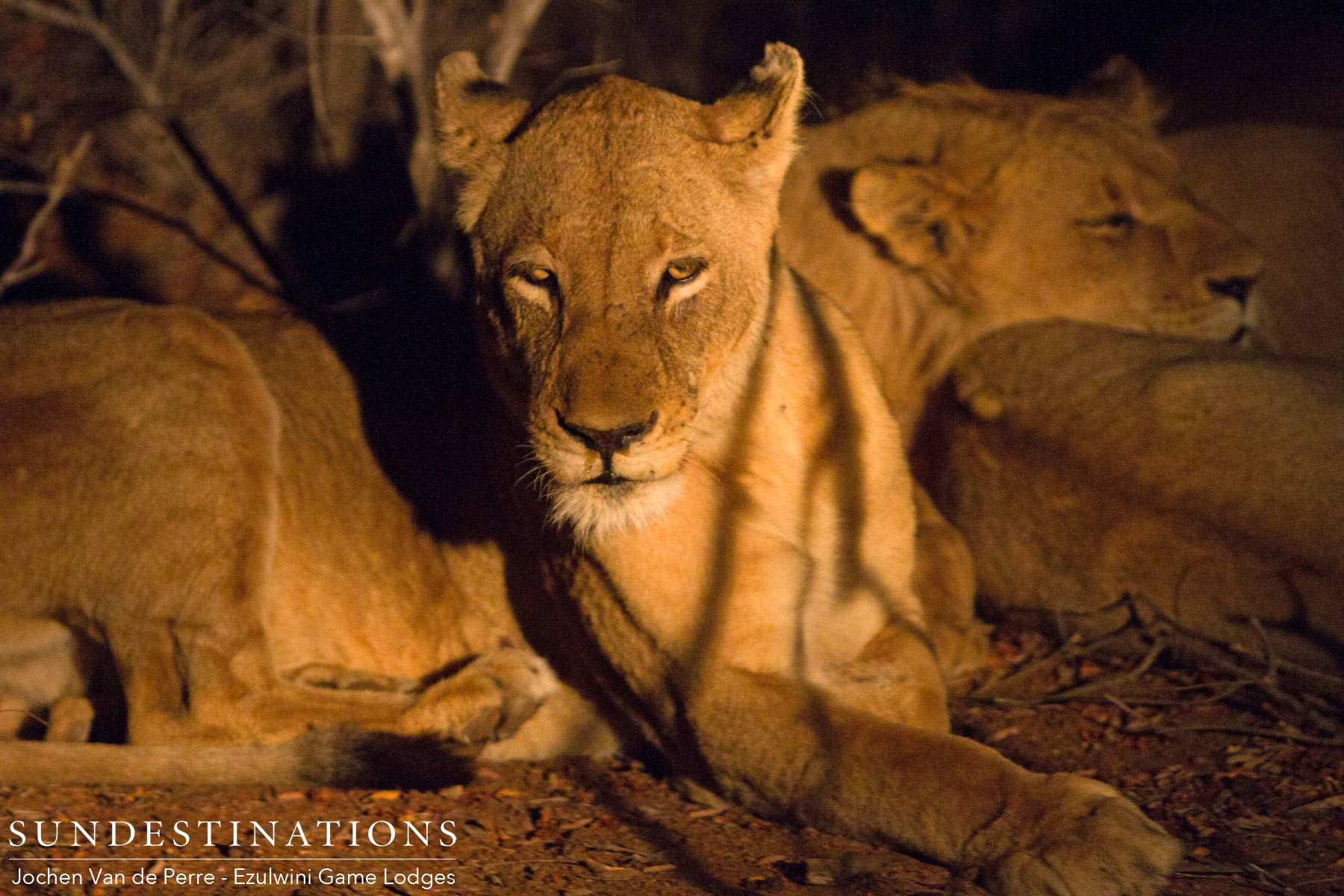 Lioness from Duma's Pride Lioness from Duma's Pride