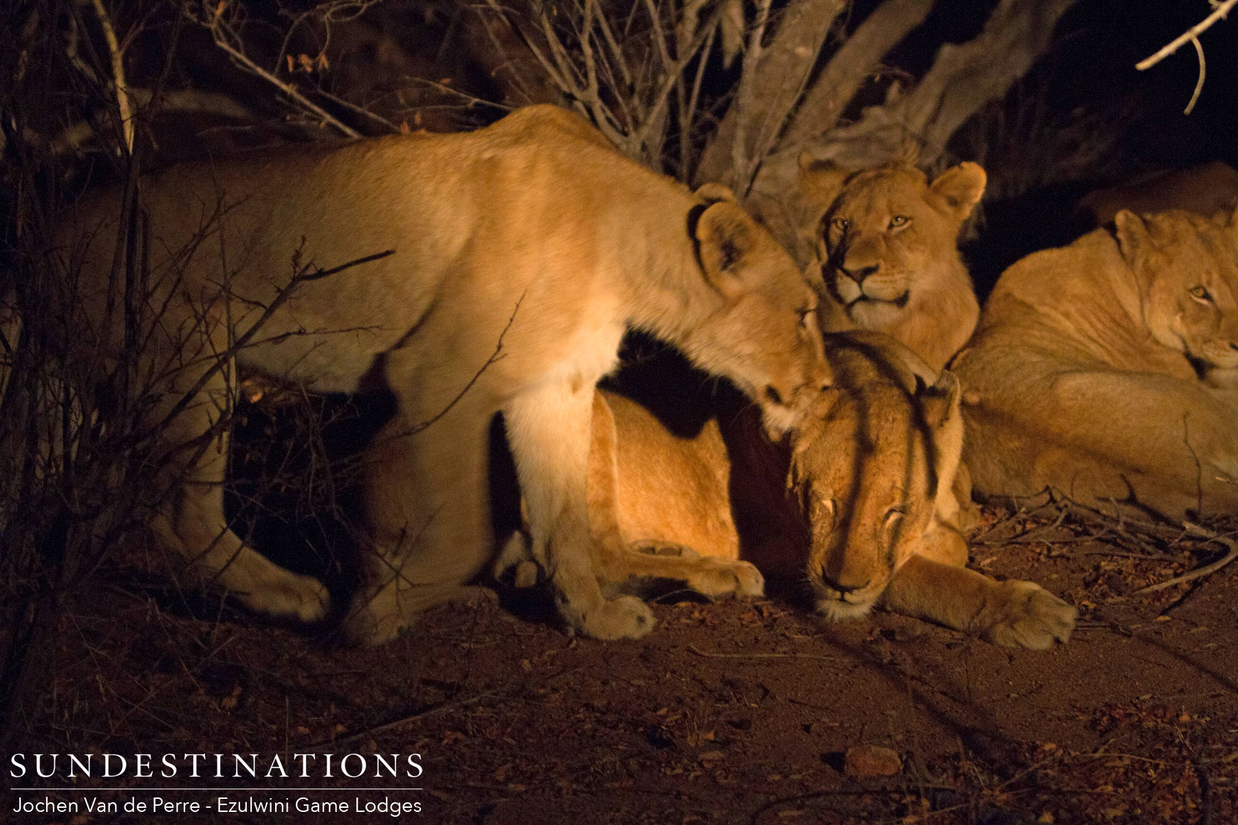 Duma's Pride of Lions Duma's Pride of Lions