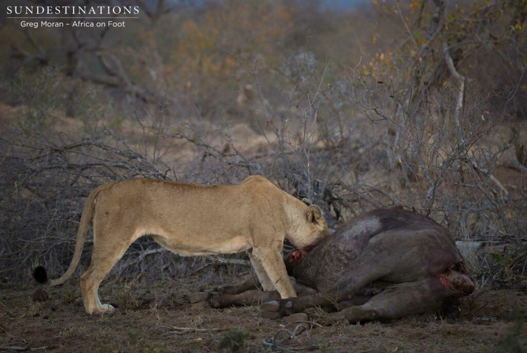 3 Lions caught and killed a buffalo in the Africa on Foot camp grounds 3 Lions caught and killed a buffalo in the Africa on Foot camp grounds