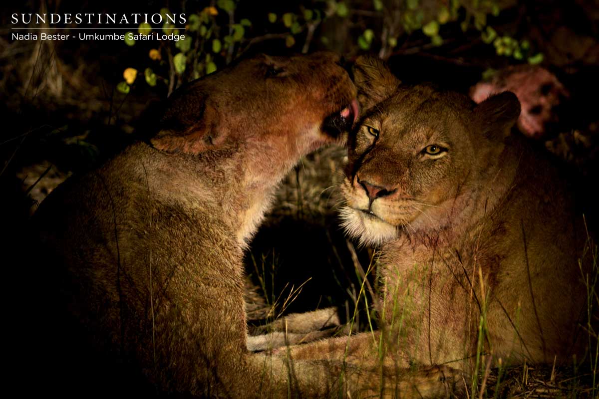 Mhangeni Pride Umkumbe Mhangeni Pride Umkumbe