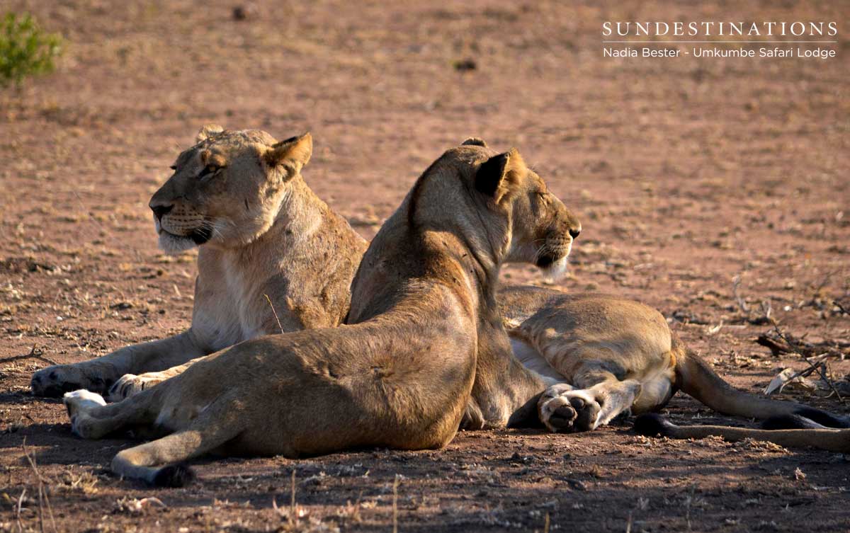 Mhangeni Pride Umkumbe Mhangeni Pride Umkumbe