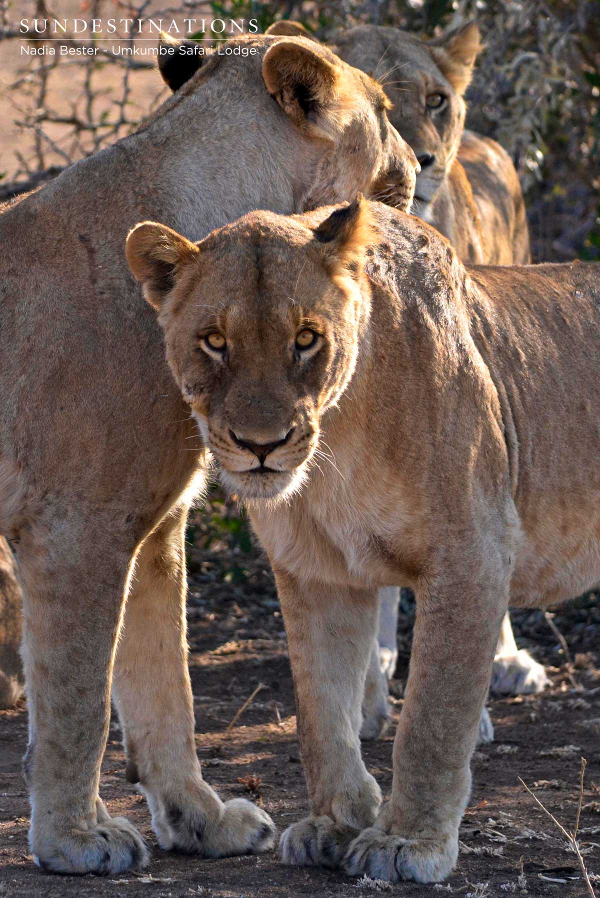 Mhangeni Pride on Buffalo Kill Mhangeni Pride on Buffalo Kill