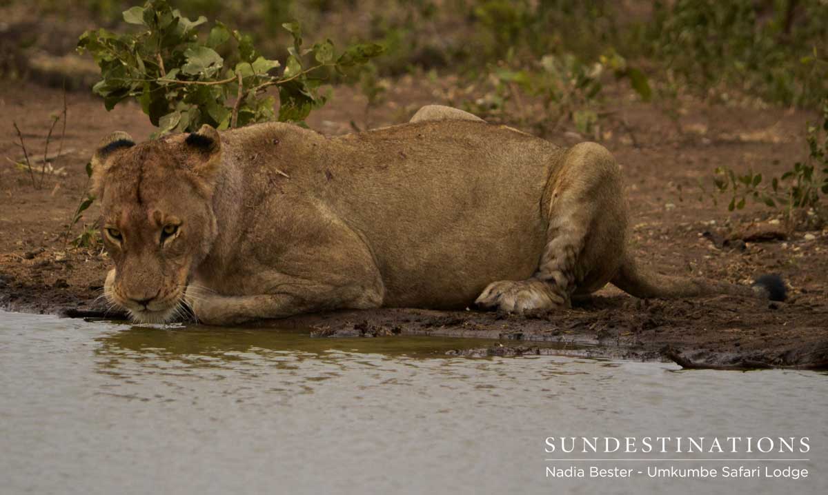 Mhangeni Pride Drinking Mhangeni Pride Drinking