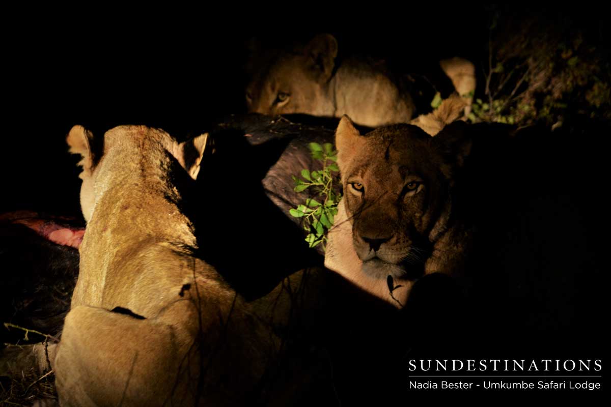 Mhangeni Pride on Kill Mhangeni Pride on Kill