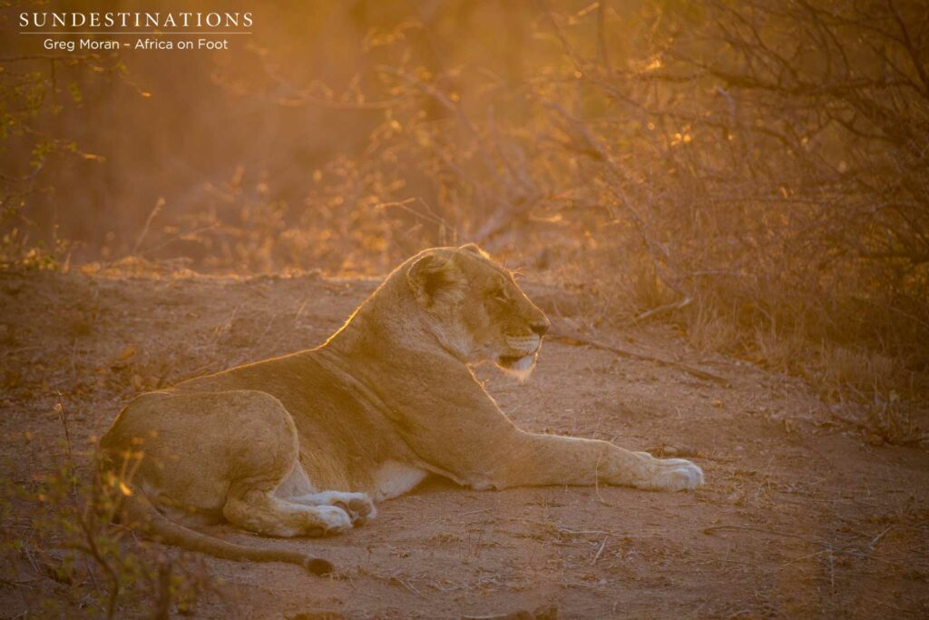 Second Breakaway lioness hanging back, nervous of the Mapoza presence Second Breakaway lioness hanging back, nervous of the Mapoza presence