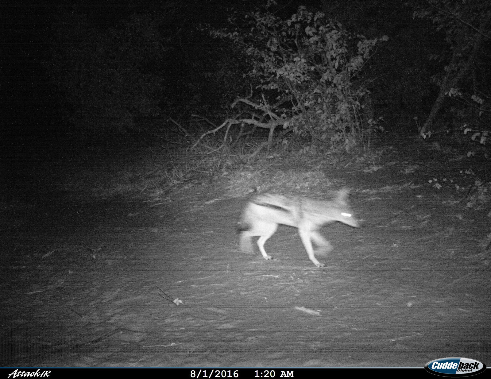 Tuskers Black Backed Jackal Tuskers Black Backed Jackal