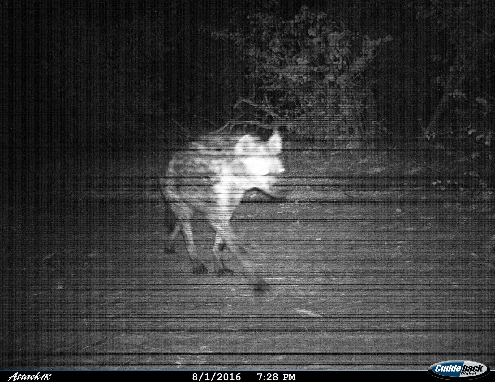 Hyena at Tuskers Hyena at Tuskers