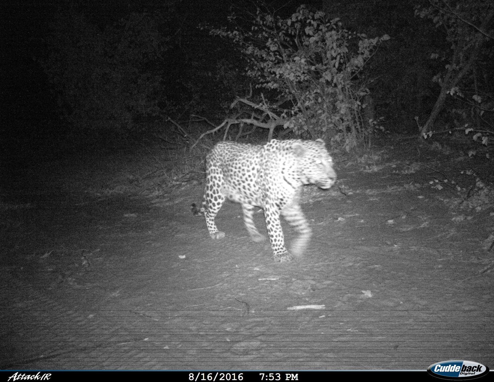 Tuskers Leopard Road Tuskers Leopard Road