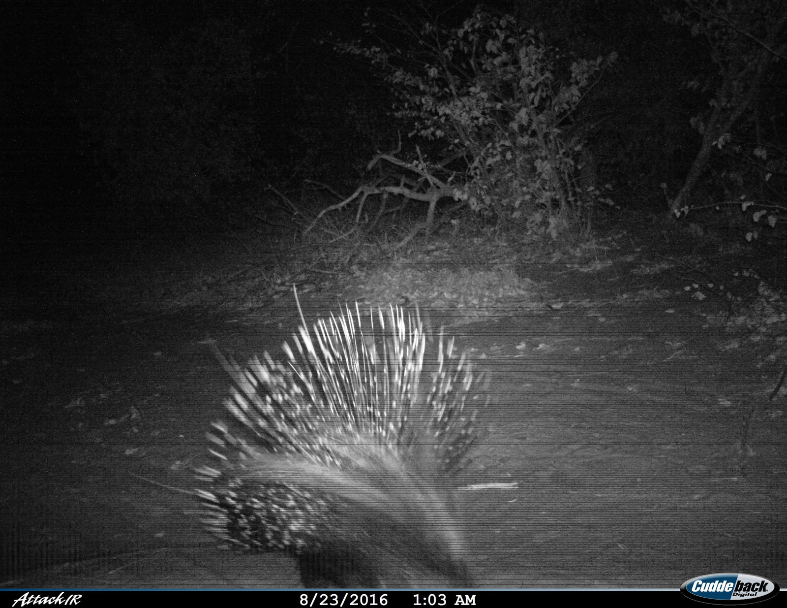 Tuskers Porcupine Tuskers Porcupine