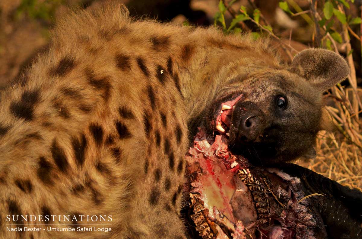 Umkumbe Hyena Umkumbe Hyena