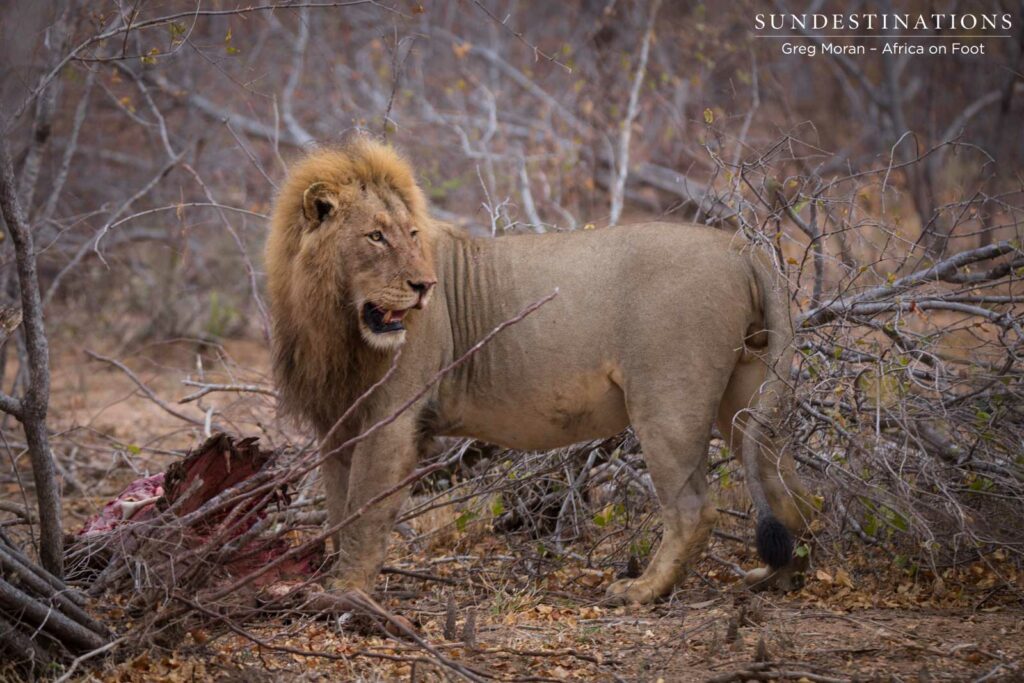 Well fed on a stolen buffalo kill - Mapoza male Well fed on a stolen buffalo kill - Mapoza male