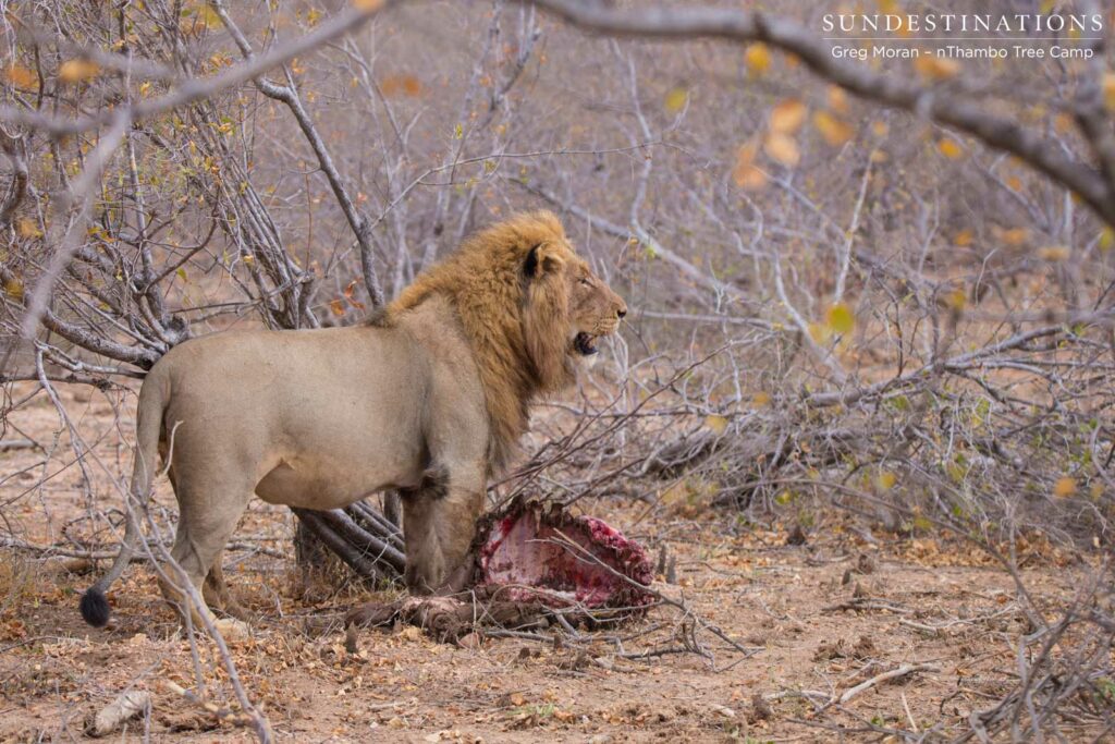 Mapoza dominating stolen buffalo kill Mapoza dominating stolen buffalo kill