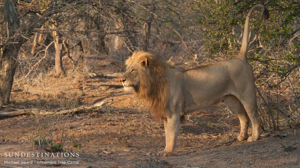 Mapoza Male seen mating with Ross Breakaway lioness Mapoza Male seen mating with Ross Breakaway lioness
