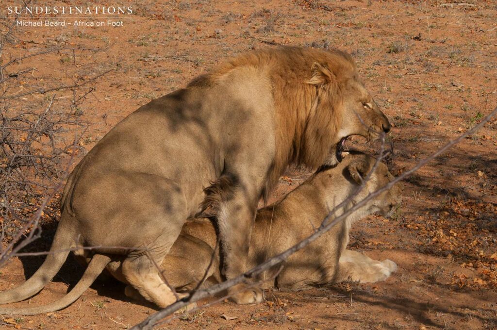 Mapoza male mating with Ross Breakaway lioness Mapoza male mating with Ross Breakaway lioness