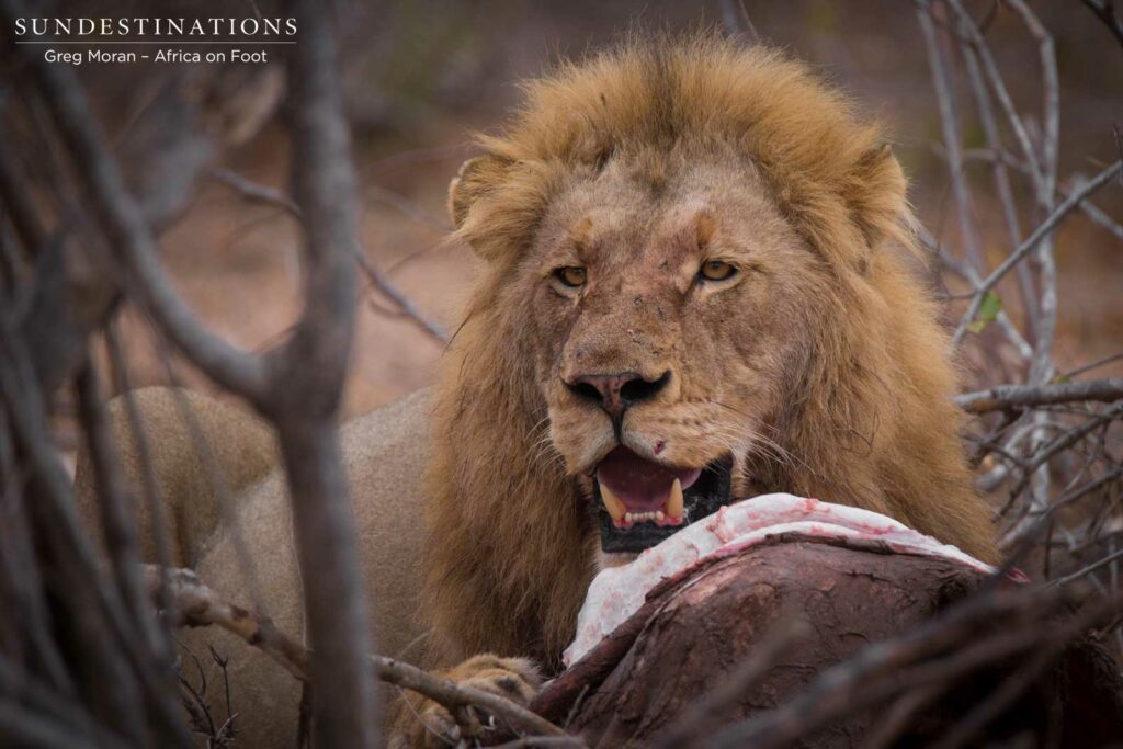 Mapoza male feeding on buffalo calf Mapoza male feeding on buffalo calf