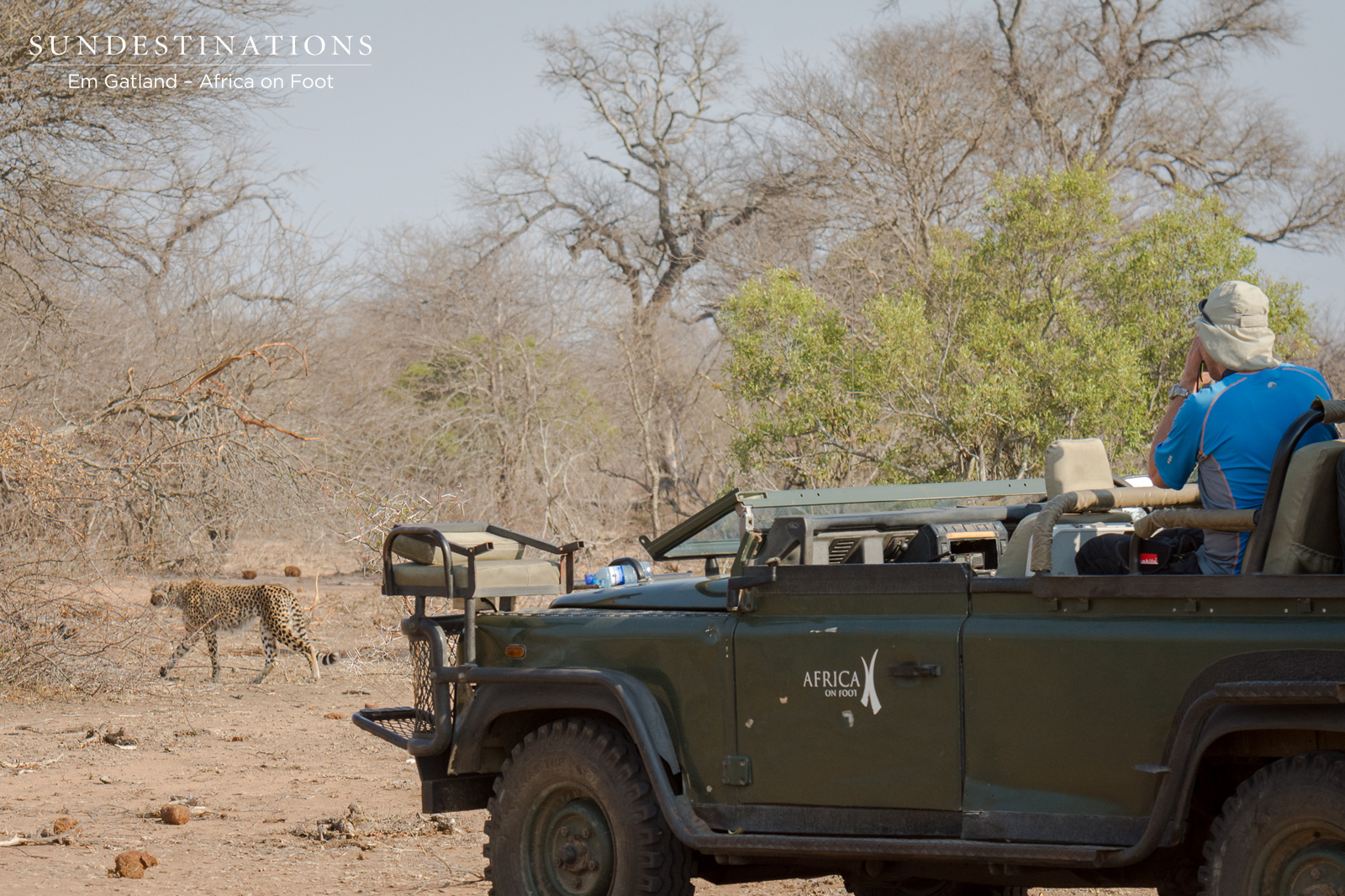 Africa on Foot Cheetah Africa on Foot Cheetah