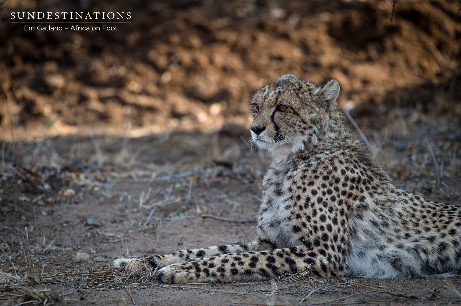 Africa on Foot Cheetah Africa on Foot Cheetah