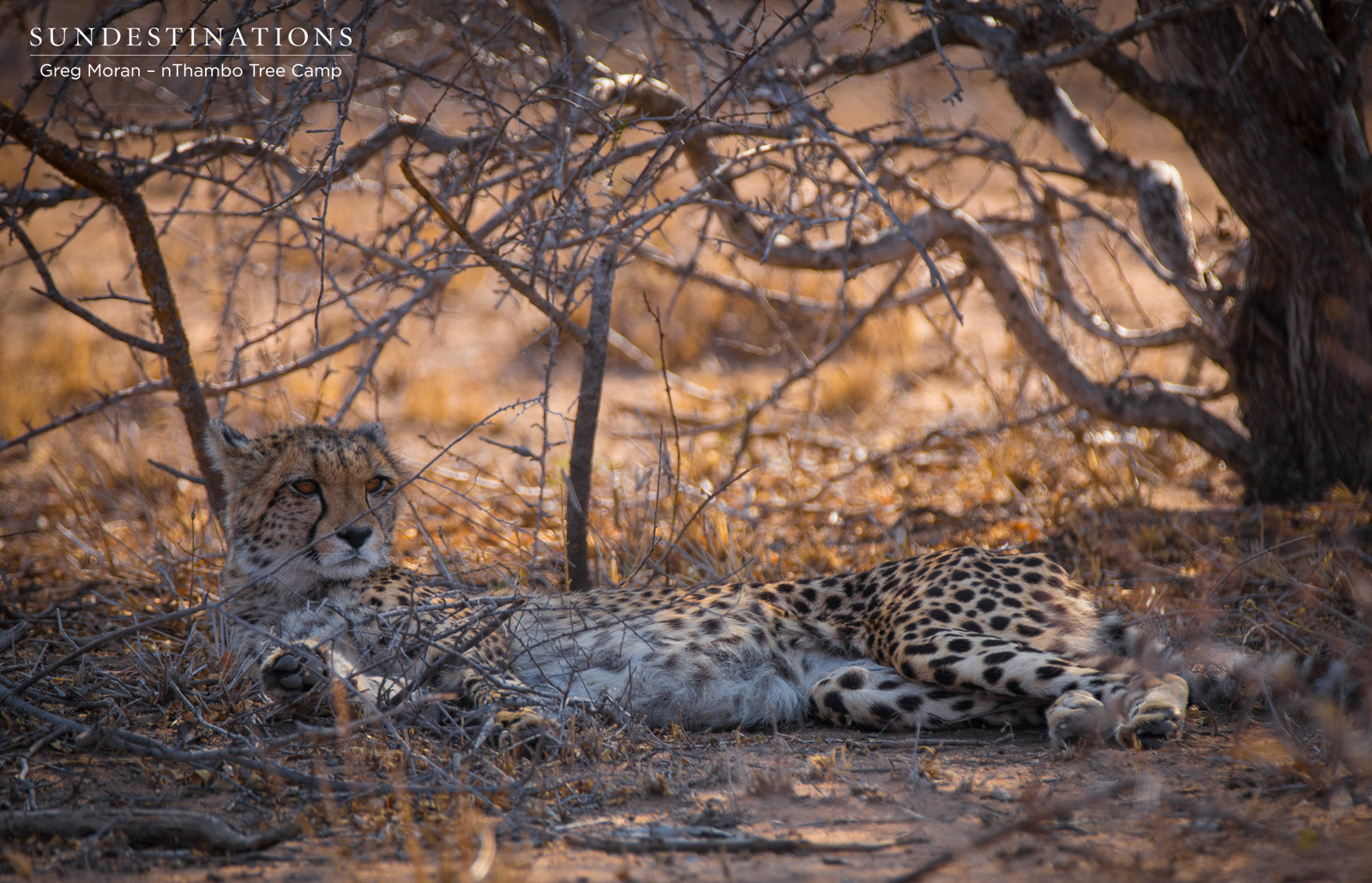 Cheetah nThambo Cheetah nThambo