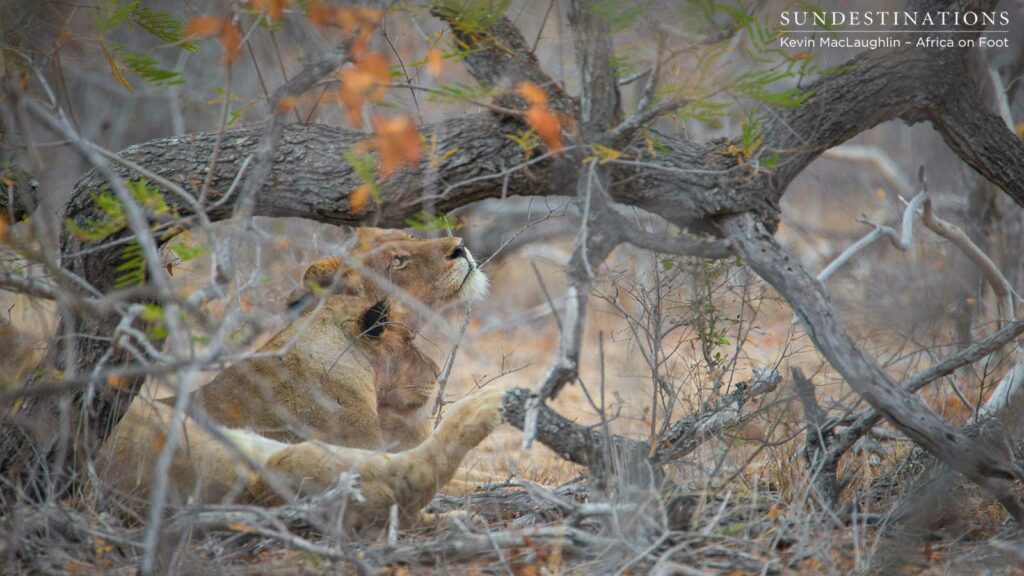 Hercules Pride seen this morning in the Klaserie Hercules Pride seen this morning in the Klaserie