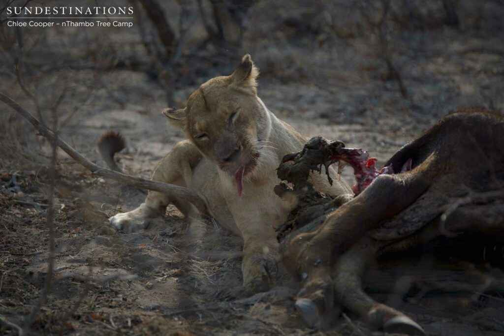 Ross Breakaway lioness tucking into buffalo kill Ross Breakaway lioness tucking into buffalo kill