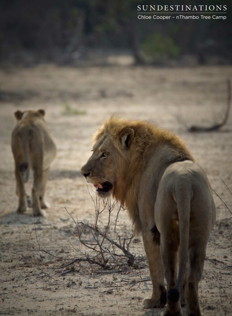 The pair move off the kill to find shade The pair move off the kill to find shade