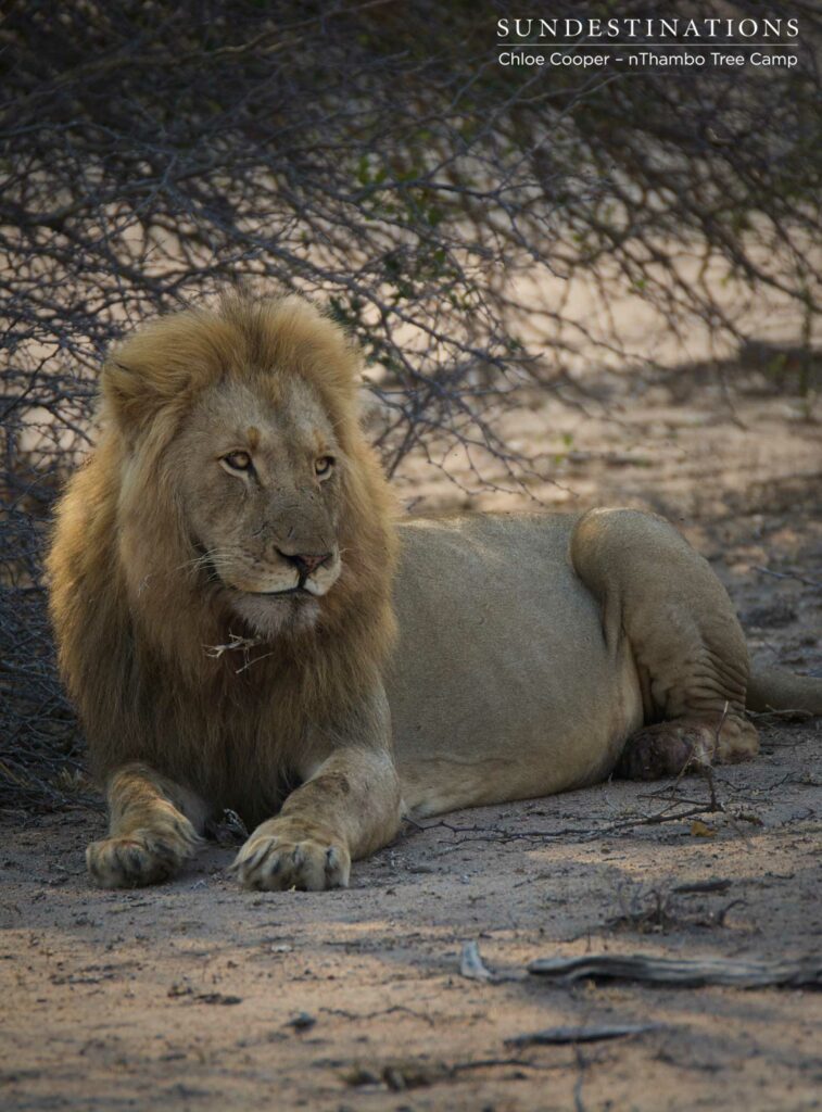 Mapoza male relaxing with a full belly in the shade Mapoza male relaxing with a full belly in the shade