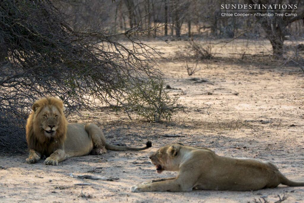 Mapoza male and Ross Breakaway lioness Mapoza male and Ross Breakaway lioness