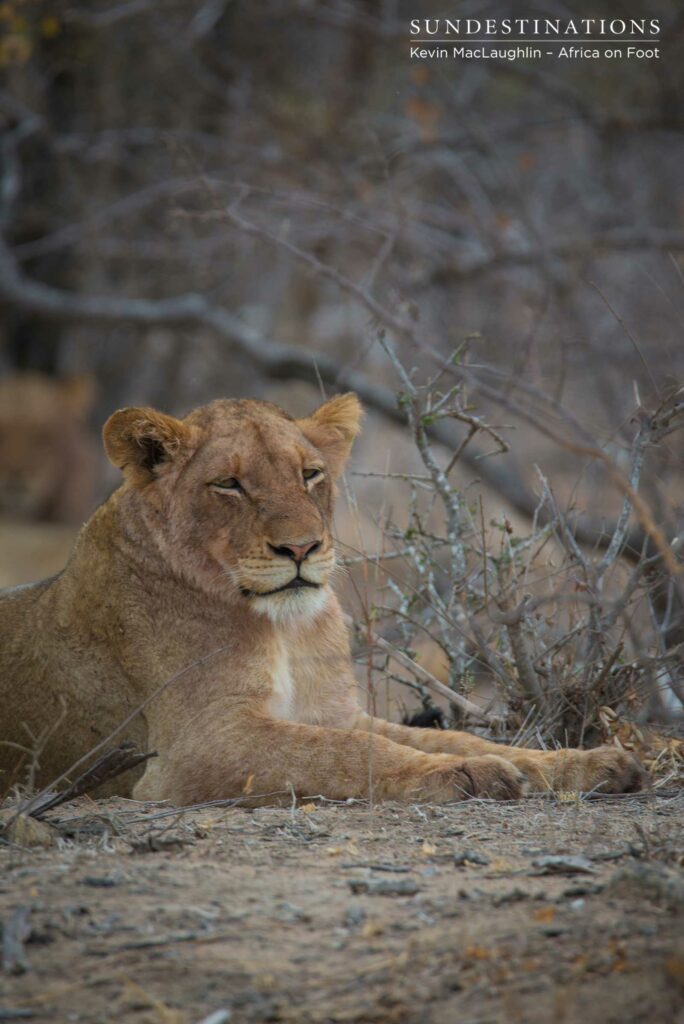 Hercules Pride seen this morning in the Klaserie Hercules Pride seen this morning in the Klaserie
