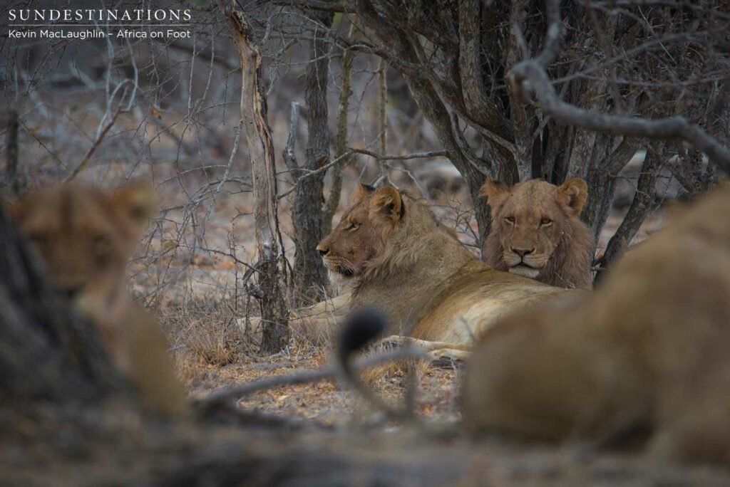 Hercules Pride seen this morning in the Klaserie Hercules Pride seen this morning in the Klaserie