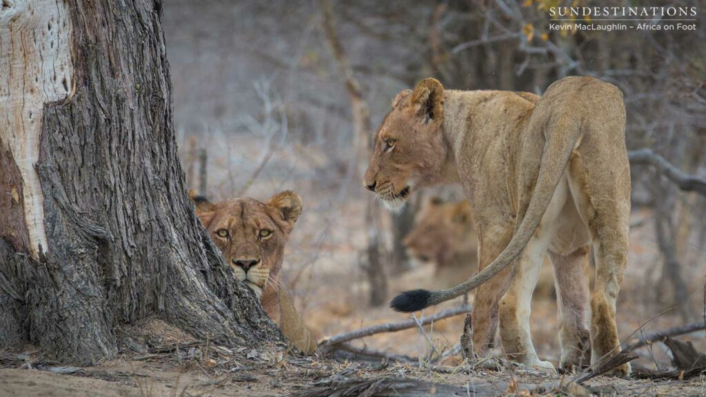 Hercules Pride seen this morning in the Klaserie Hercules Pride seen this morning in the Klaserie