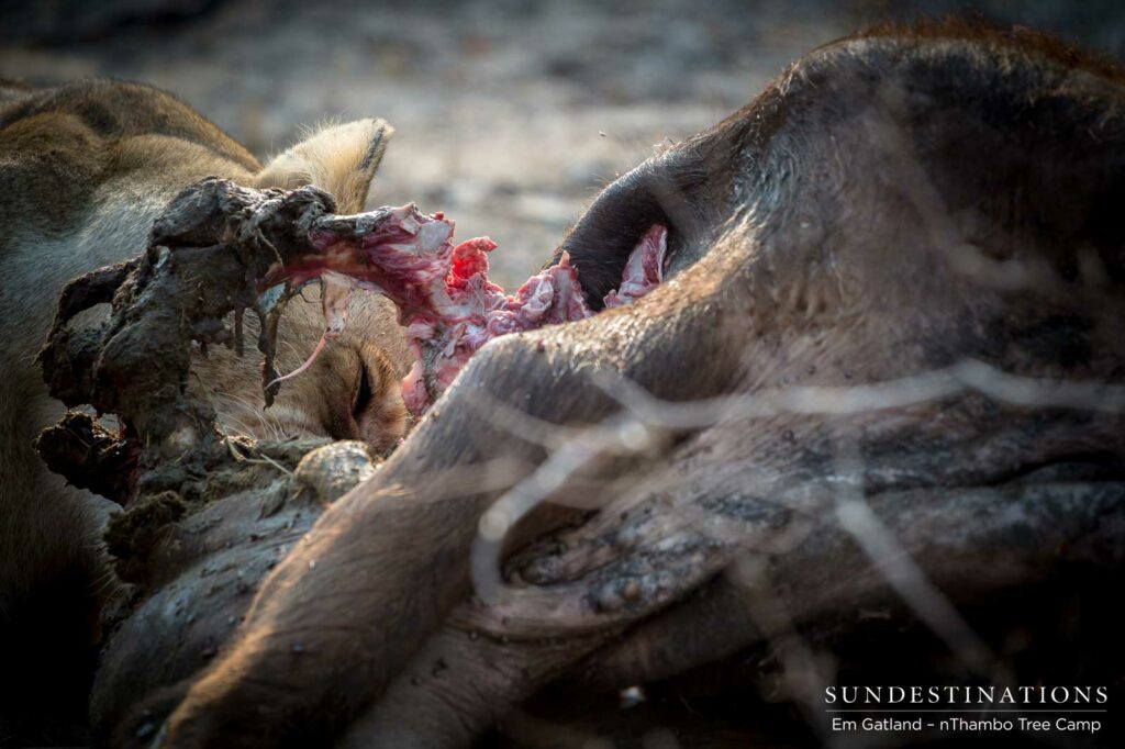 Ross Breakaway lioness feasting away on her buffalo kill Ross Breakaway lioness feasting away on her buffalo kill