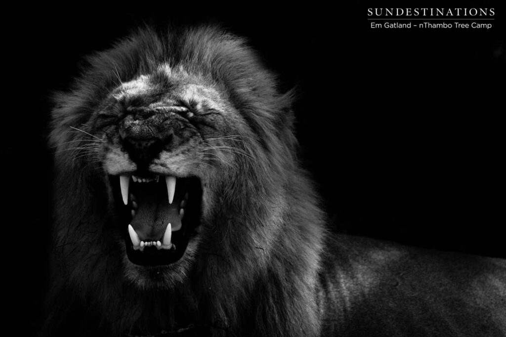 Mapoza male lion performing the Flehmen Grimace Mapoza male lion performing the Flehmen Grimace