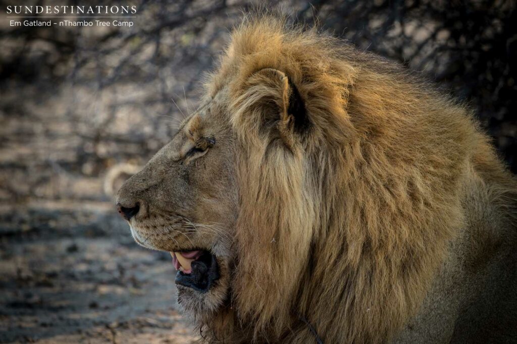 Mapoza male profile Mapoza male profile
