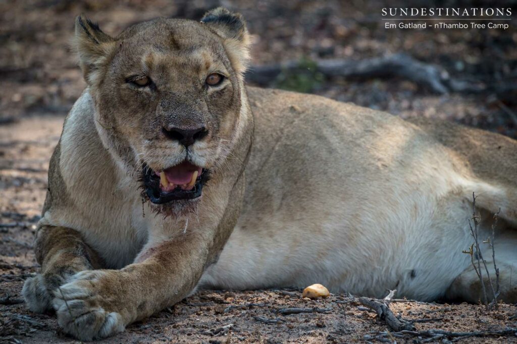 Ross Breakaway lioness full of buffalo meat Ross Breakaway lioness full of buffalo meat