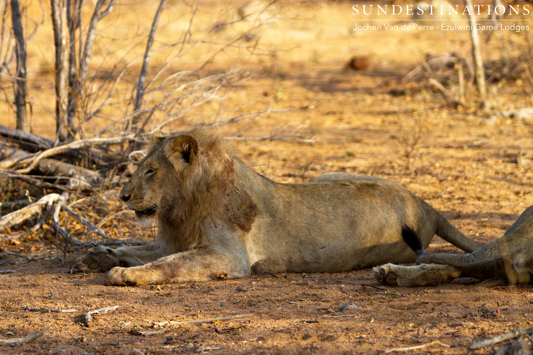 Mohlabetsi Young Male Mohlabetsi Young Male