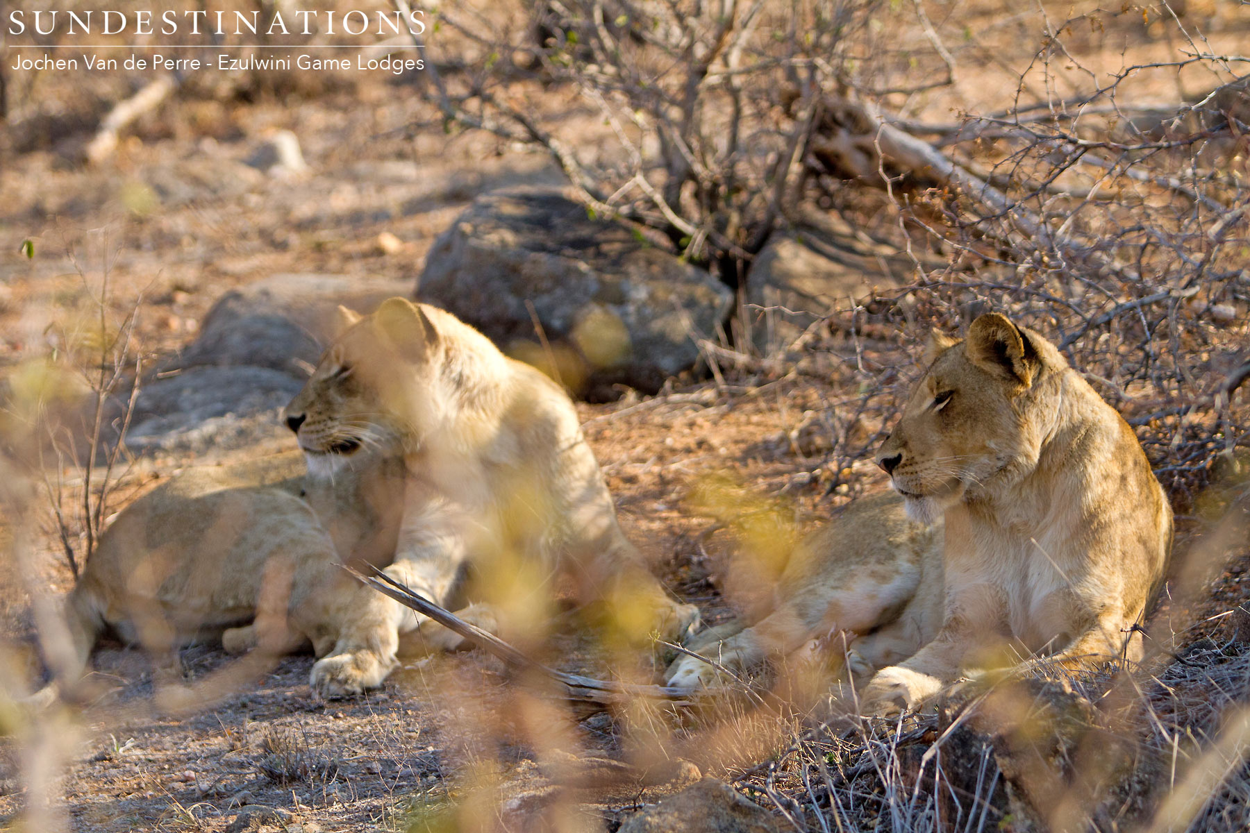 Lions from Duma's Pride Lions from Duma's Pride