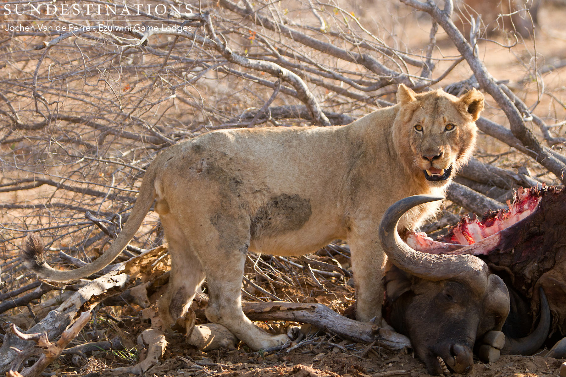 Mohlabetsi Lion Pride Mohlabetsi Lion Pride