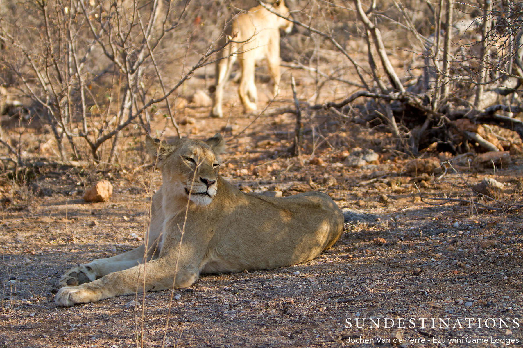 Ezulwini Lion Prides Ezulwini Lion Prides