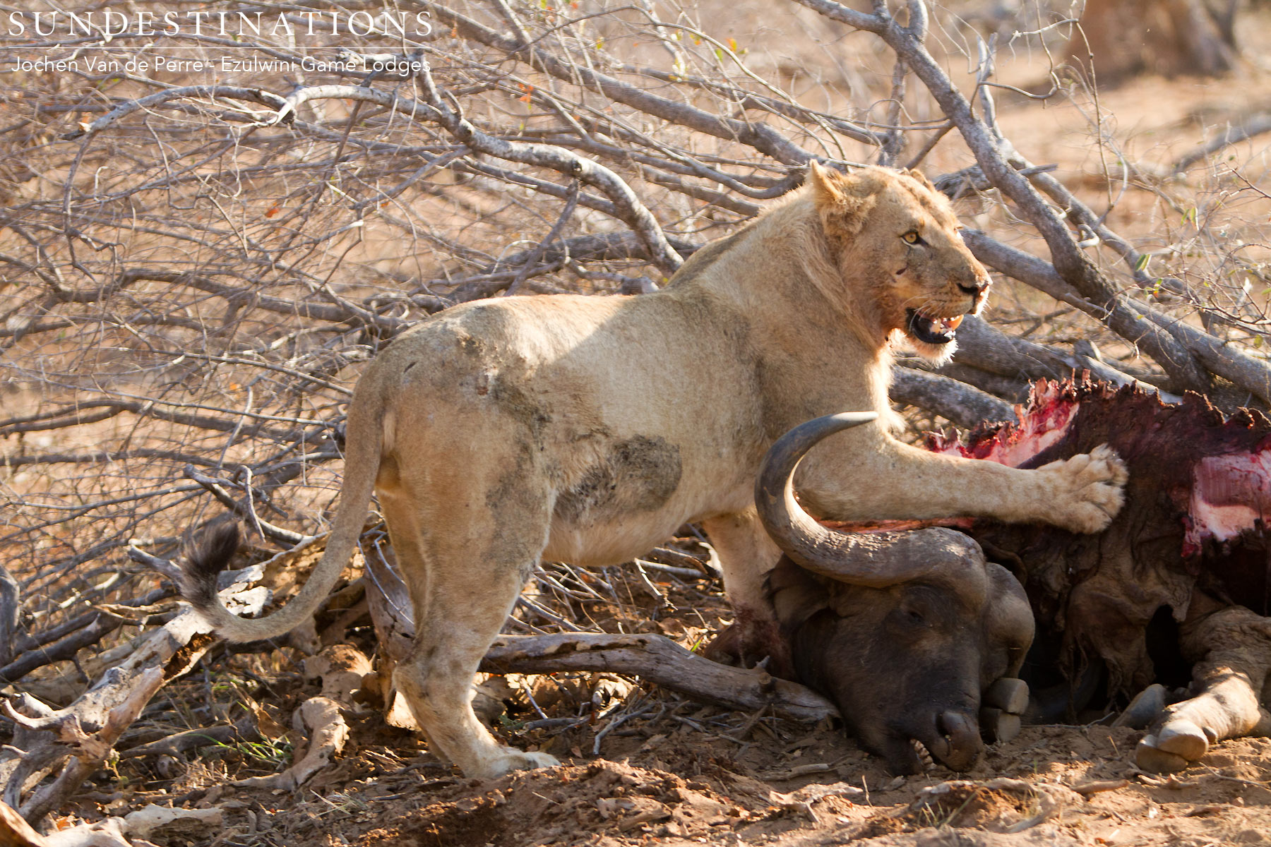 Mohlabetsi Pride with Buffalo Kill Mohlabetsi Pride with Buffalo Kill