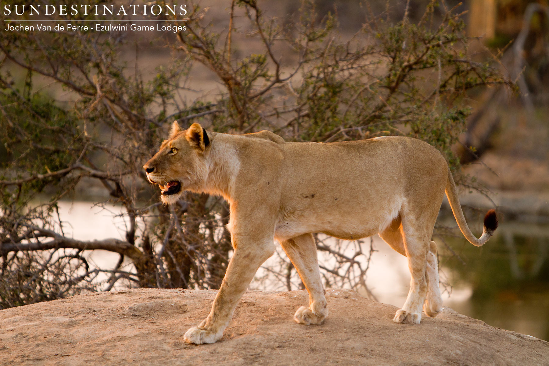 Balule Lioness Balule Lioness