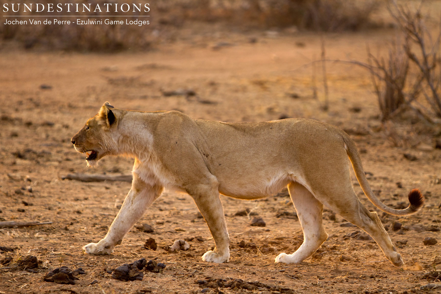 Ezulwini Lioness River Pride Ezulwini Lioness River Pride