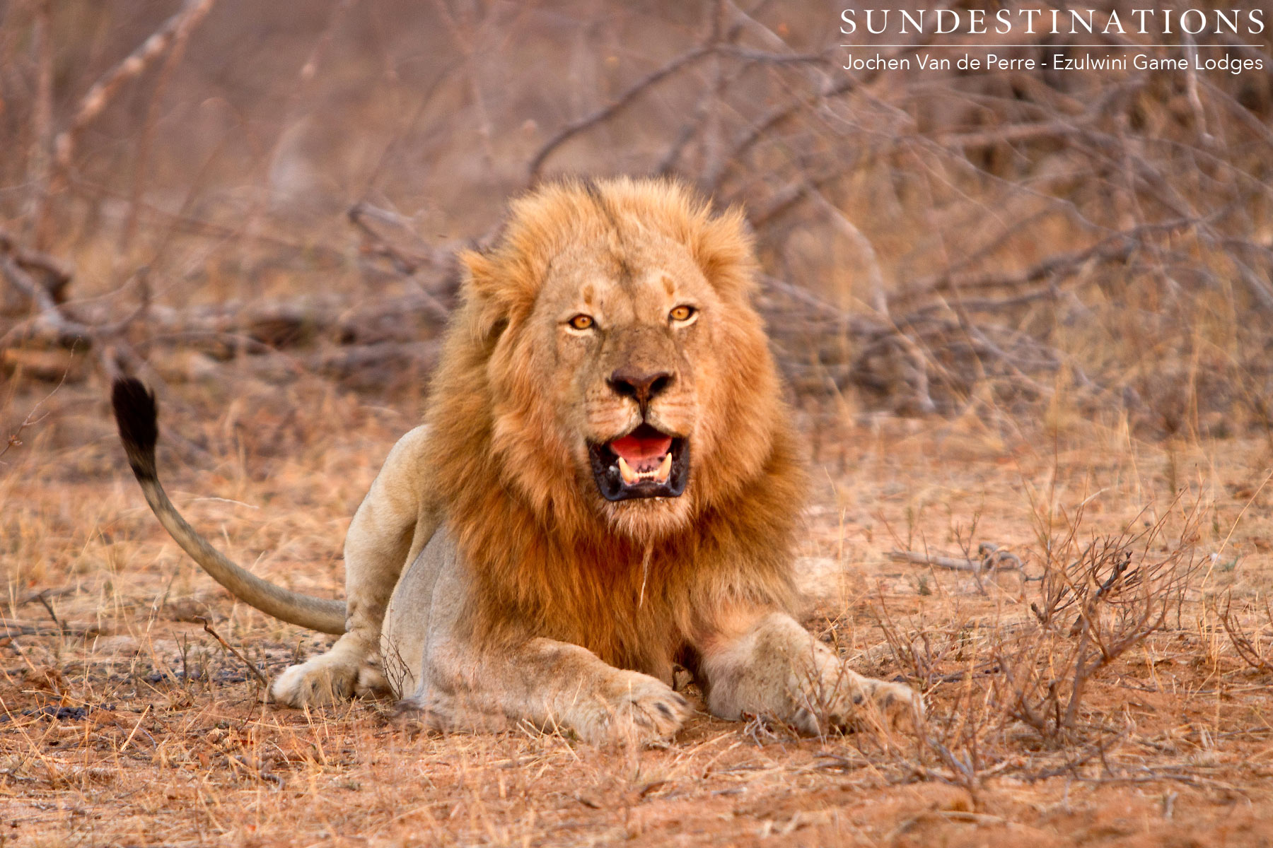 River Pride of Lions River Pride of Lions