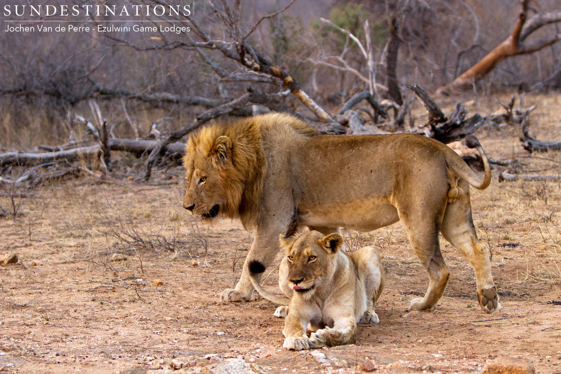 Male and Female River Pride Male and Female River Pride